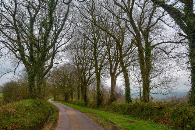 East Devon : Country Lane