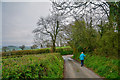 East Devon : Country Lane