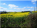 Fields of oilseed rape west of the Glen Road