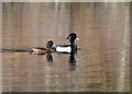 NH7676 : Tufted Duck on Loch Kildary by valenta