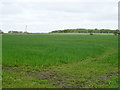 Crop field near Gore House Farm