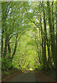 Tunnel of trees near Pepperdon Down