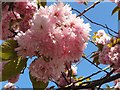 Cherry Blossom in North London