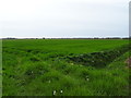 Crop field off Lord Sefton Way (B5195)