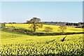 Kenwick: Fields planted with oil seed rape