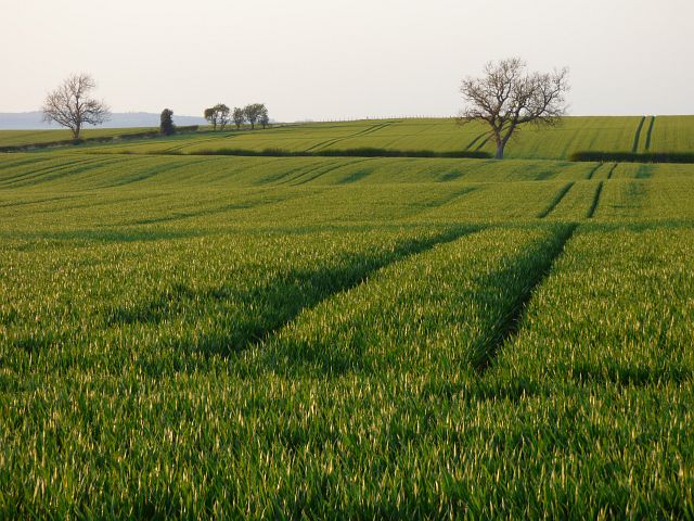 Farmland, Caldwell © Andrew Smith cc-by-sa/2.0 :: Geograph Britain and ...