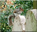 TG2408 : Grey squirrel perched on a gravestone by Evelyn Simak