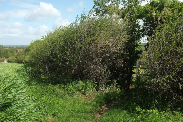 Footpath, South Petherton © Derek Harper :: Geograph Britain and Ireland