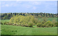 Valley with Trees