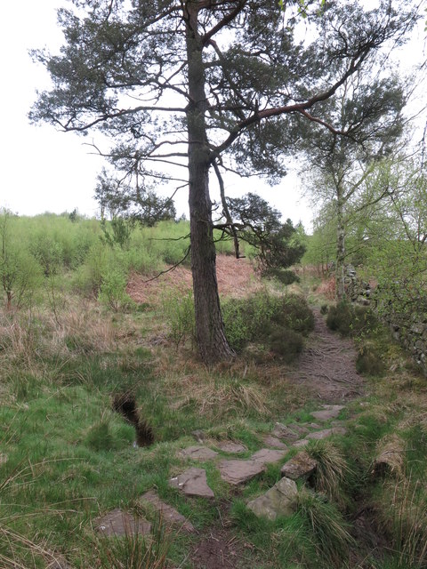 Public Footpath through Blue Mill woodland