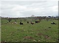 NZ1149 : Cattle at Knitsley Lane by Robert Graham