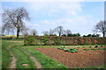 Rhubarb at Chivel Farm