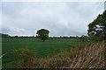 Looking across the fields