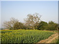 Oilseed rape and old pit