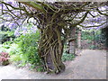 Wisteria in the Ada Salter Rose Garden, Southwark Park