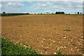ST4416 : Arable field, South Petherton by Derek Harper