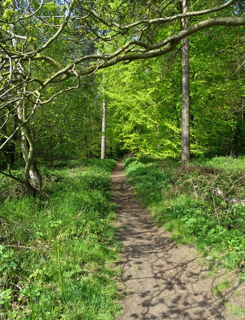 Entering Cavendish Wood © Neil Theasby :: Geograph Britain and Ireland