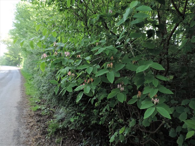 Tartarian honeysuckle in a hedge by Hurst Lane