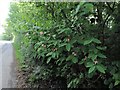 Tartarian honeysuckle in a hedge by Hurst Lane