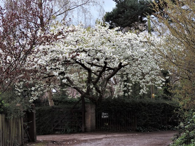 Flowering cherry by Churchland Lane