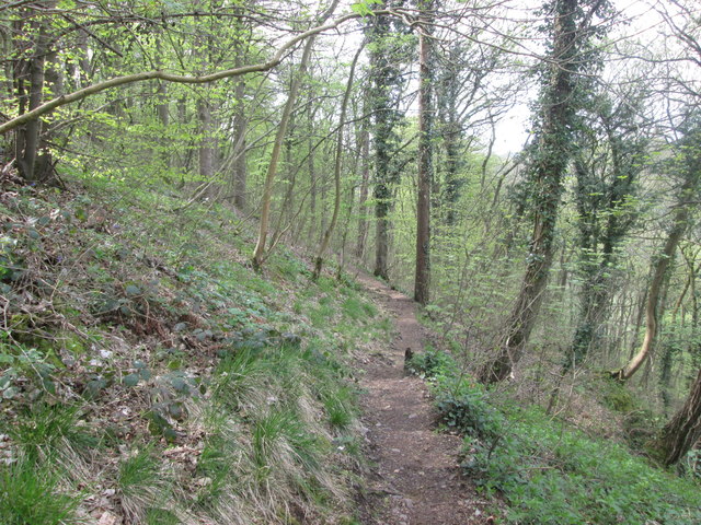 Footpath in Great Shacklow Wood