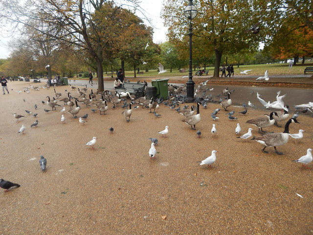 birds-in-hyde-park-hamish-griffin-geograph-britain-and-ireland