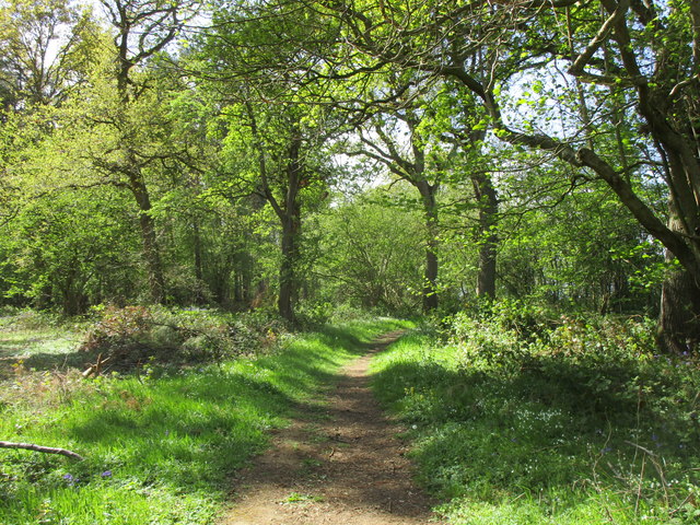 Path in Old Wood © Jonathan Thacker :: Geograph Britain and Ireland