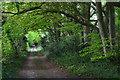 Tree-covered byway beside Leckford Golf Course