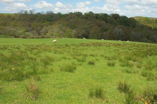 Sheep above Chapple Wood