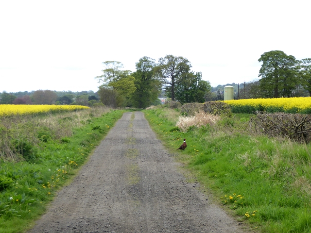 Estate road on the Dalmeny Estate