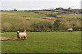 Sheep grazing below Boswague Farm