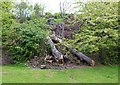 Fallen trees, Letham Glen