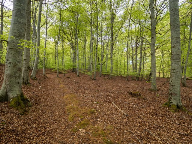 Path in Darnaway Forest