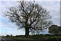 Tree on Rugby Road, Long Lawford