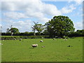 Grazing, Upper Bedwell Bridge