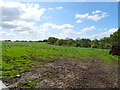 Grazing near Pandy Farm