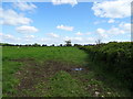 Grazing and hedgerow near Plassey