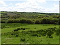 Rough pasture near Little Woods