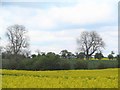 Field of oil seed rape