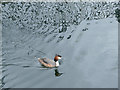 Grebe in Millwall Outer Dock