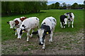 Bullocks in meadow at Fyfield