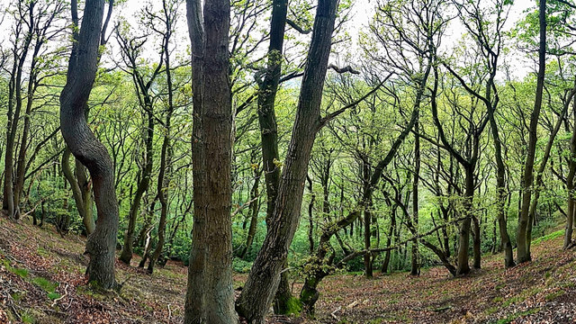Burrows Green Wood