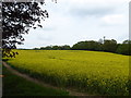 Field of oil seed rape at Forton