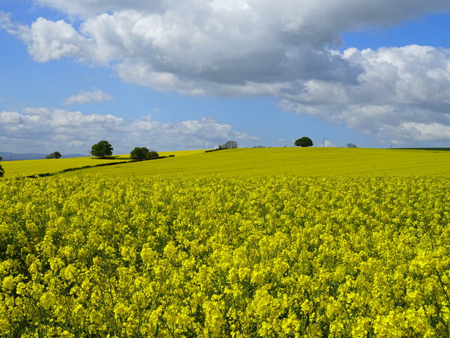 Oilseed rape crop south east of... © JThomas :: Geograph Britain and ...