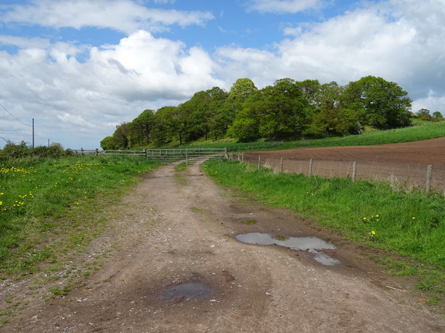 Farm track and woodland, Duckington