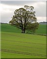 NH9954 : Lone Tree by valenta