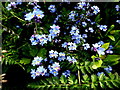 H3086 : Forget-me-not flowers, Crew Upper by Kenneth  Allen