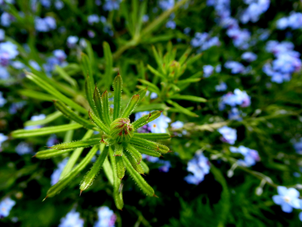 Sticky Willy Plant Crew Upper © Kenneth Allen Cc By Sa20 Geograph