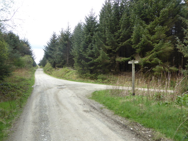 Track junction in Ceri Forest © Jeremy Bolwell cc-by-sa/2.0 :: Geograph ...