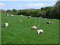 Pasture, Crantock